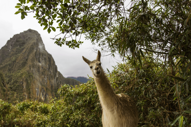 Machu picchu