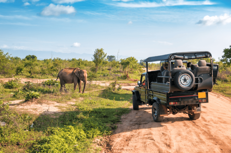 Safari